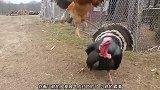 火鸡会打不过一只公鸡，都白长这么大了，公鸡厉害
