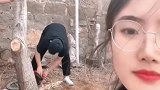 女子算命家中核桃树挡住姻缘，地基受影响，她决定砍树