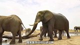 大象用象牙去行刺同类，谜之操作堪称动物界老六！