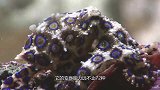 动物界的变身大师，1秒钟变成其它动物，科学家重点研究对象