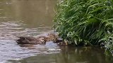 鸭妈妈带着一群小鸭子出门觅食，小鸭子很听话不乱跑，好温馨