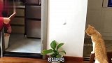 自恋狂到底有多可怕？二哈：我告诉你！