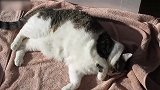 自娱自乐的小猫咪，看这可爱机灵的模样，真是好玩啊！