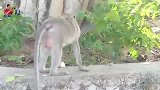 这猴妈不知道突然发什么神经病，这样粗暴地对待小奶猴，只是过分