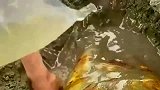 太久没收获了，今天挖到一块大玉石，真的是太兴奋了！