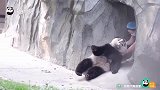 大熊猫不想回家什么样？“别拽我~我不想减肥！！”