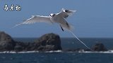军舰鸟捕猎海鸟，强者对弱者的猎杀！
