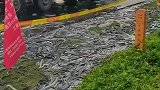 大货车运鳗鱼，在高速上撒了一地