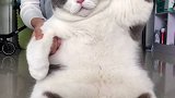 被迫营业的猫猫， 第一次慢摇懒洋洋的肥肥慢摇 肥猫跳舞 萌宠出道计划