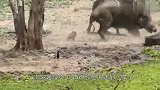 鳄鱼突击野猪群，被巨型野猪踩了两脚，下一秒憋住别笑