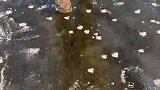 藏在冰层下面的玉石，也无法逃过挖玉人的魔掌！