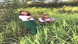 缅甸的草地里，无意看到这幕，你们那都这样解渴吗？