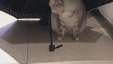 猫：这房子不错，通风良好！