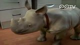 【搞笑】沉迷在音乐中不能自拔的犀牛