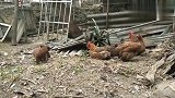 中华田园犬对抗母鸡三剑客，母鸡：不自量力