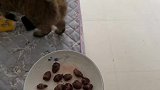 橘猫果真是兔兔杀手啊，一整盆的兔心，两只橘猫就基本包圆了！