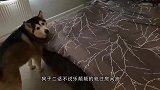 铲屎官买了一百个哈士奇玩偶，真二哈看到后，反应太逗了