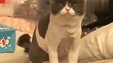 猫咪偷翻客人的钱包，客人伪装咳嗽一声，猫咪的反映好逗啊！