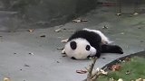 熊猫宝宝躺在地上玩叶子，怎么这么可爱好想亲亲抱抱举高高