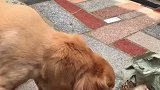 金毛：你嘚瑟什么啊，早晚都要进我肚子里！