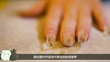 用活蚂蚁做美甲，蚂蚁在指甲里面爬来爬去，镜头记录下全过程
