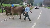 瑞士乡村的母牛，每一头脖子上都套个罐子，有什么作用呢