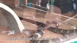 眼镜王蛇专以同类为食,移动速度非常快,自身具有抗毒血清