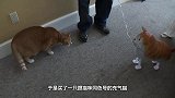 小奶猫打拳击没打过主人，转身拿猫爸爸撒气，看完忍住别笑
