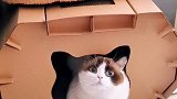 不说了 我收拾去了  星探家 猫