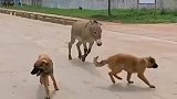 驴狗大战，结局悲剧了