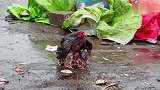 世上只有妈妈好，母鸡在雨中为小鸡们遮风挡雨，尽显母爱