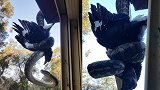 屋顶传巨响！他探头一看惊呆 竟目睹巨蟒与喜鹊大战