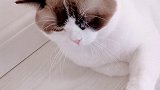 猫 给的有点不情愿呢 星探家