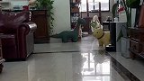 千万别和狗狗比走猫步
