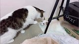 家里来的新成员，猫咪一见钟情想发展一场新的恋情！