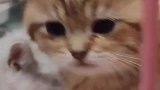 偷偷看一看小猫咪呀