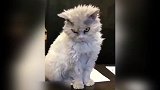 猫咪，你这是怎么了看着你的眼睛让人害怕啊！