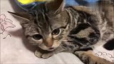 猫咪发现被主人拍照，连忙用尾巴挡脸，模样甚是可爱