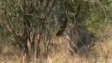 大角羚羊好不容易从狮子嘴里逃生,又遇到两只非洲鬣狗,好无助