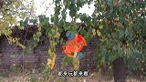 骗子摆摊舌字加一笔，写出一个奖励，结果来个小孩骗子赔惨了