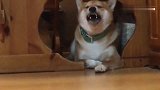 柴犬乖乖的趴在桌子底下看着主人忙来忙去，再困也要等主人忙完了