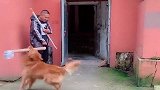 狗狗拿木棍进家门，看完忍住别笑，网友被二哈带大的吗