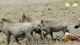 疣猪一家正在觅食，突然发现地上的羚羊，接下来开始吃荤了