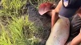 大鱼用出传说中的鲤鱼打挺逃生，感觉大哥心都在流泪