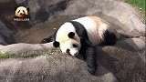 熊猫樱浜懒洋洋给自己“充电”的样子，简直不能更可爱