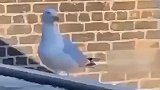 狗子成功把鸟带跑偏了