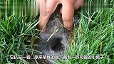 男子在后院发现个“神秘洞穴”,往里面不停灌水,跑出来这家伙！