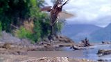 长牙锹形虫-世界上最凶猛的甲虫，快来看看