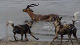 黑斑羚被野狗追捕，逃到了水里也逃不掉，出乎意料的事发生了！