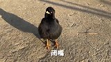 八哥会背古诗，最后叫你大爷，对话太有才了